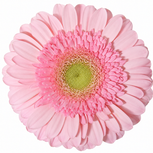 Light Pink Gerbera Daisies