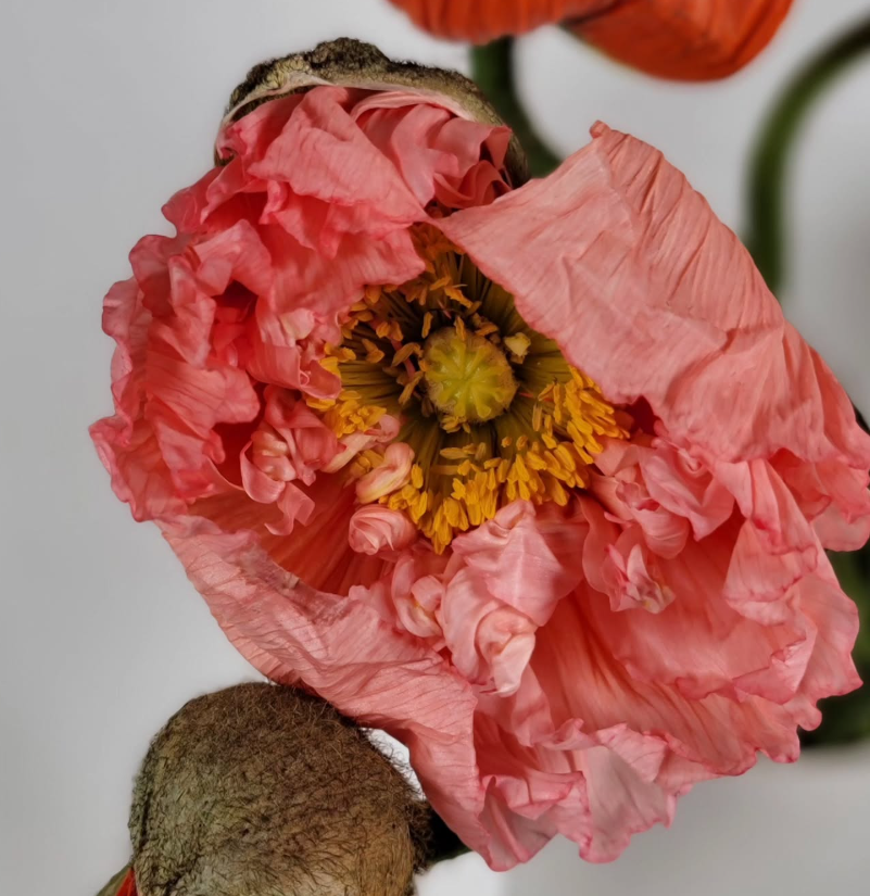 Assorted Poppies