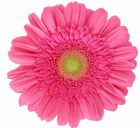 Pink Gerbera Daisies