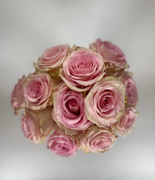 Esperance Light Pink Rose