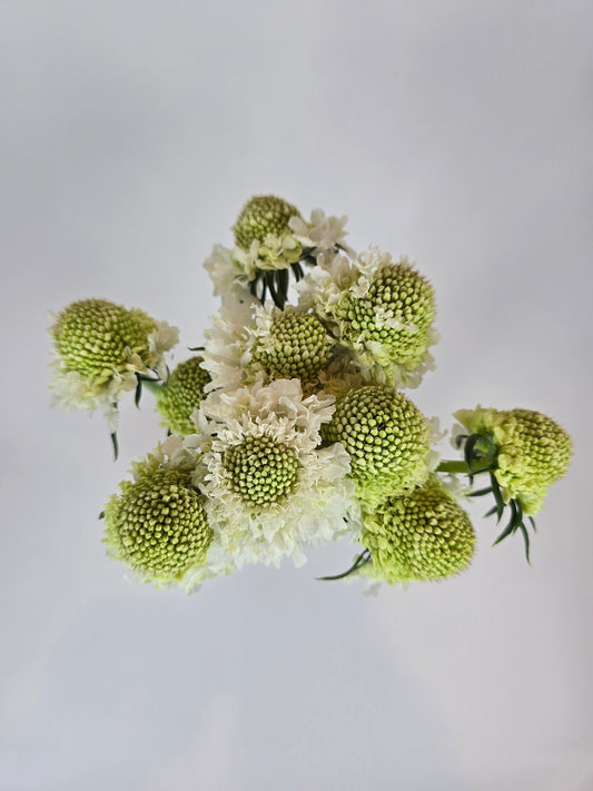 White Scabiosa