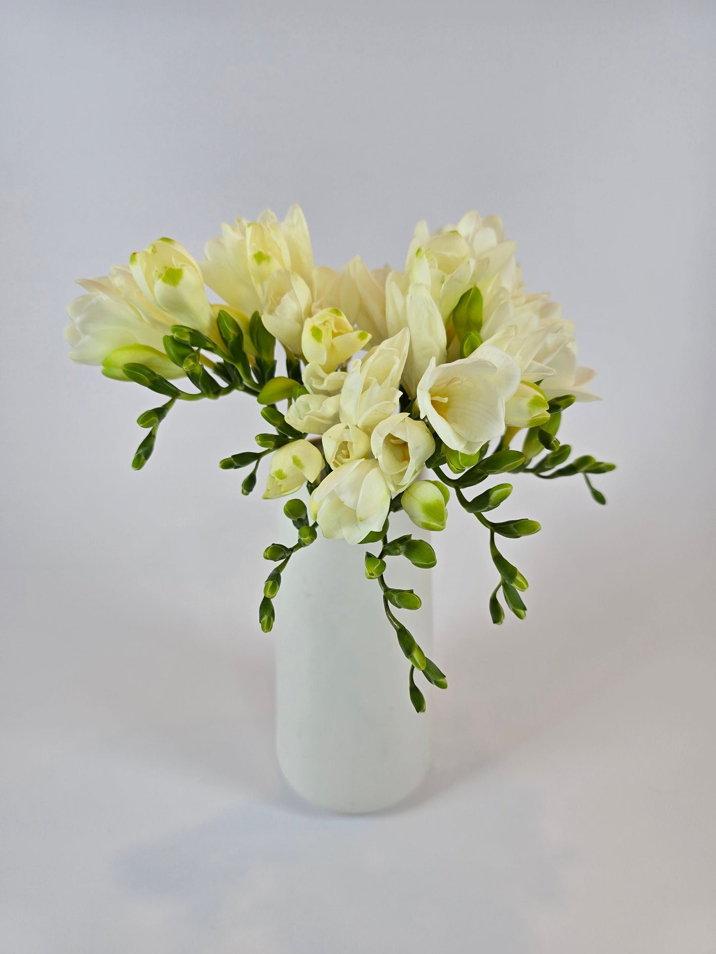 White Freesia