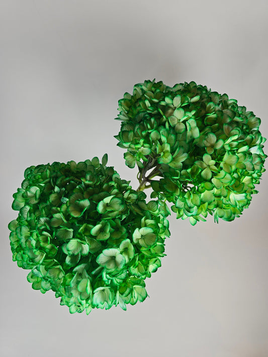 Green Tinted Hydrangea