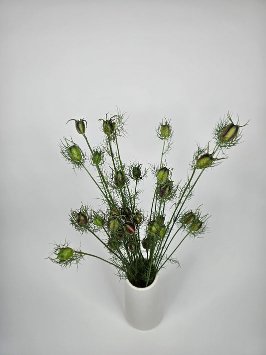 Nigella Pods