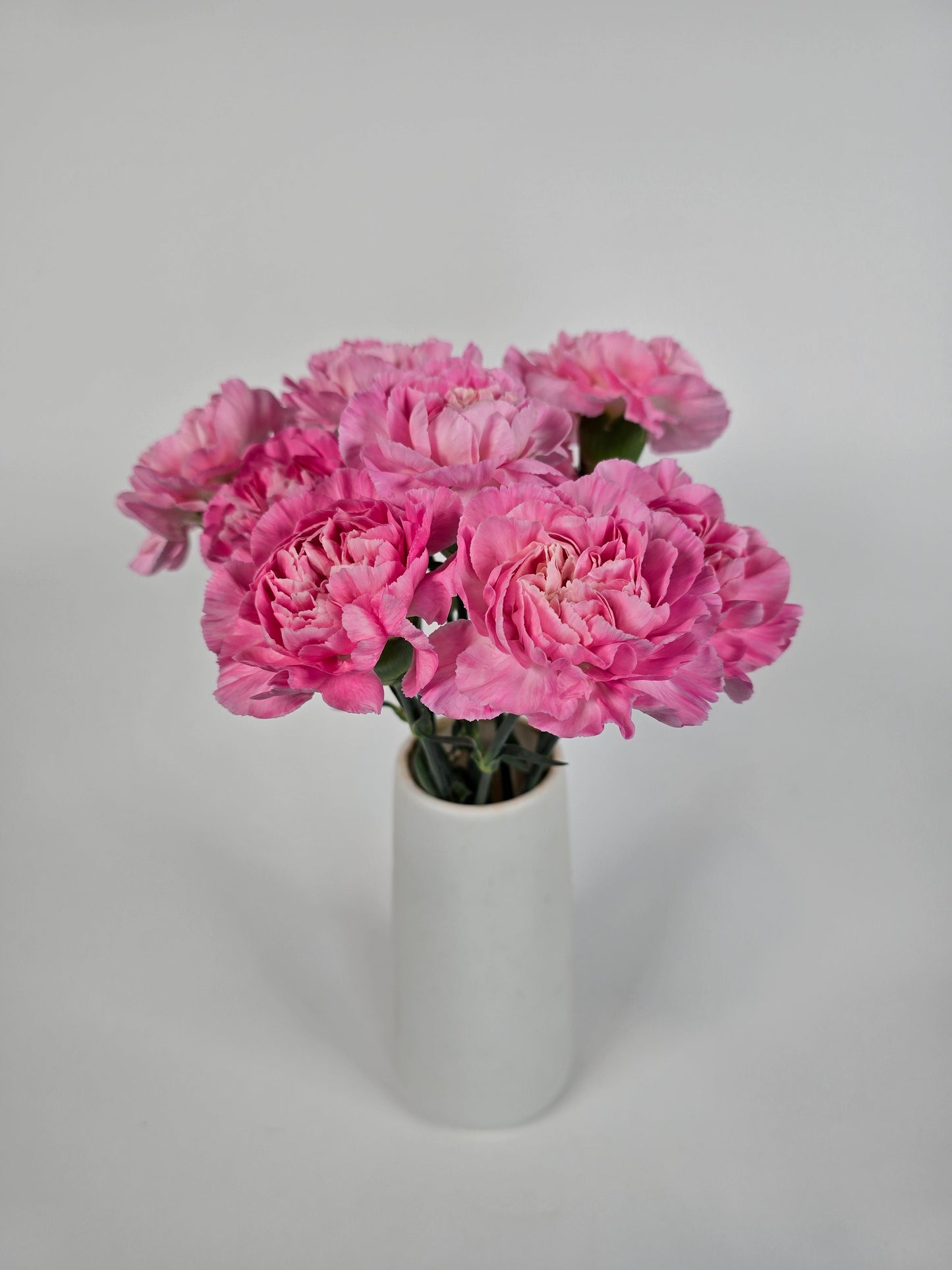 Pink a Boo Carnations