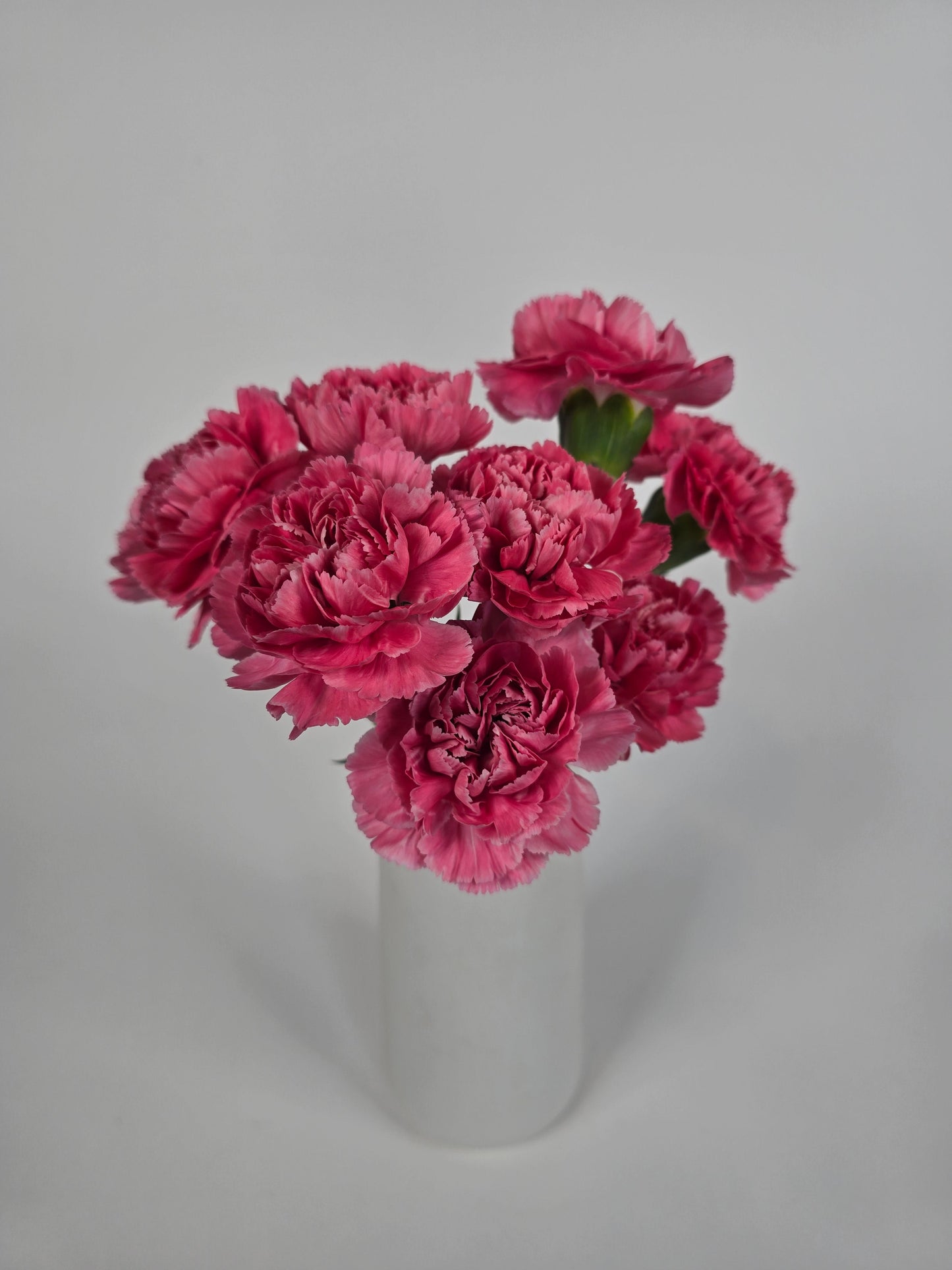 Vintage Pink Carnations