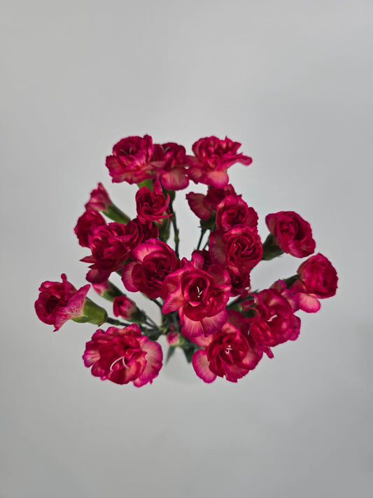 Flaming Sorbet Spray Mini Carnations