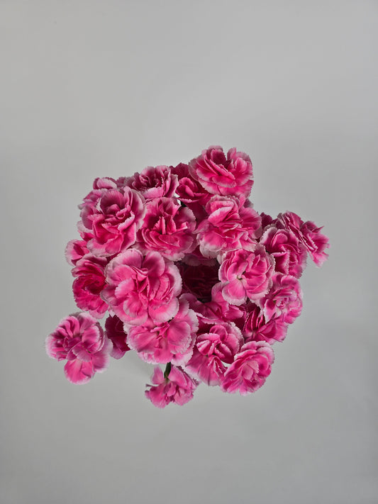 Pink with White Edges Spray Mini Carnations