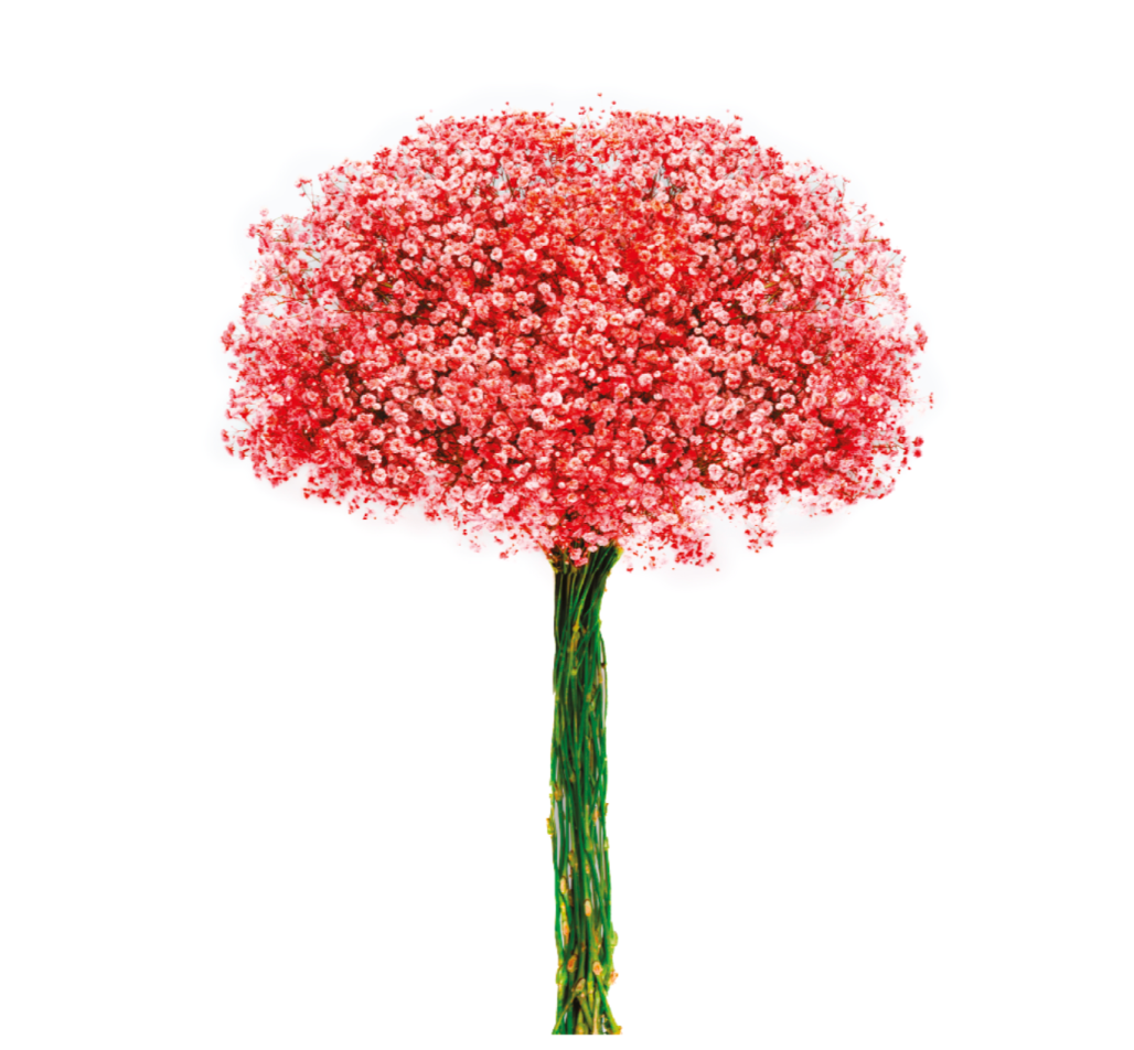 Pinky Orange Tinted Baby's Breath