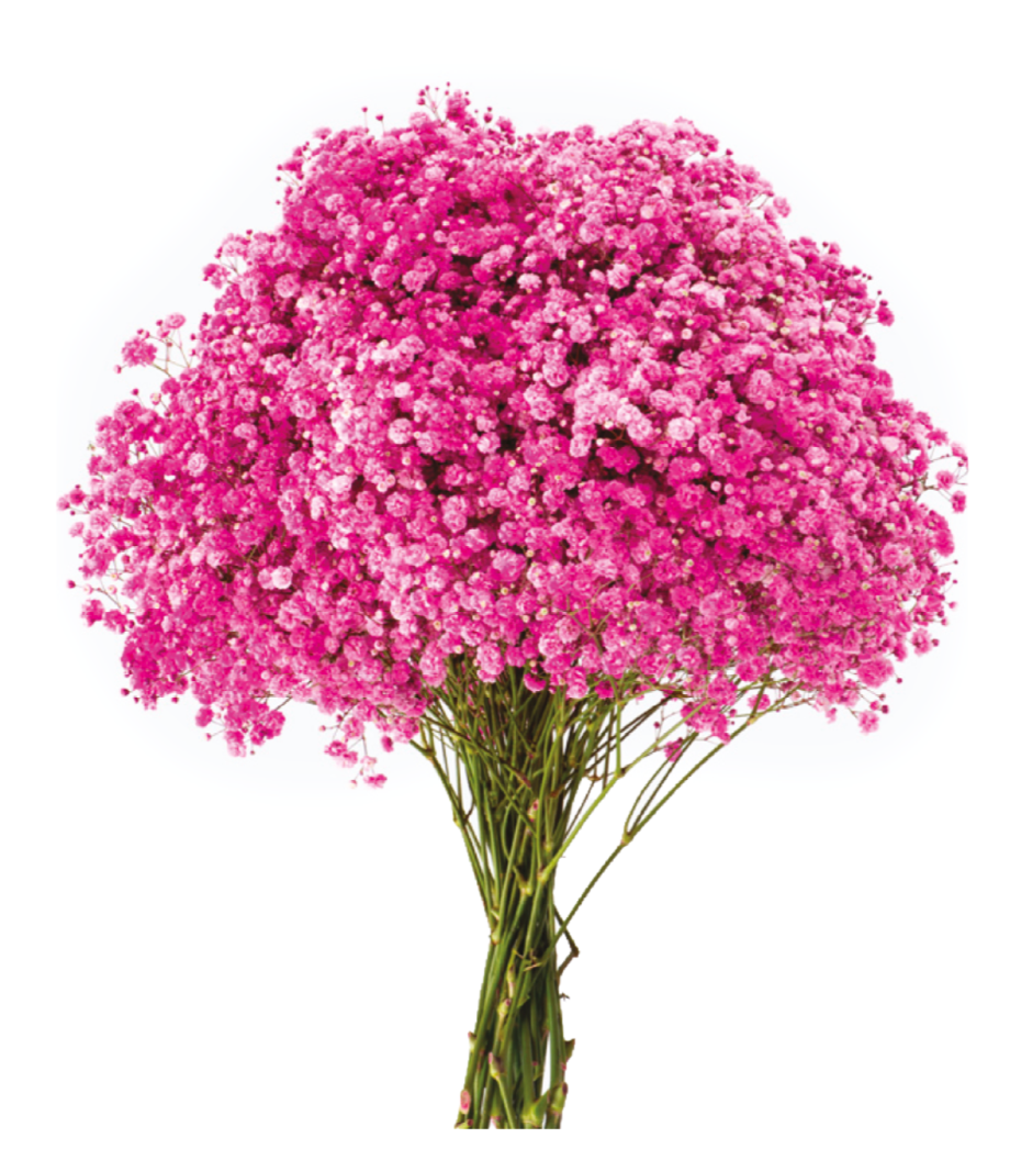 Hot Pink Tinted Baby's Breath