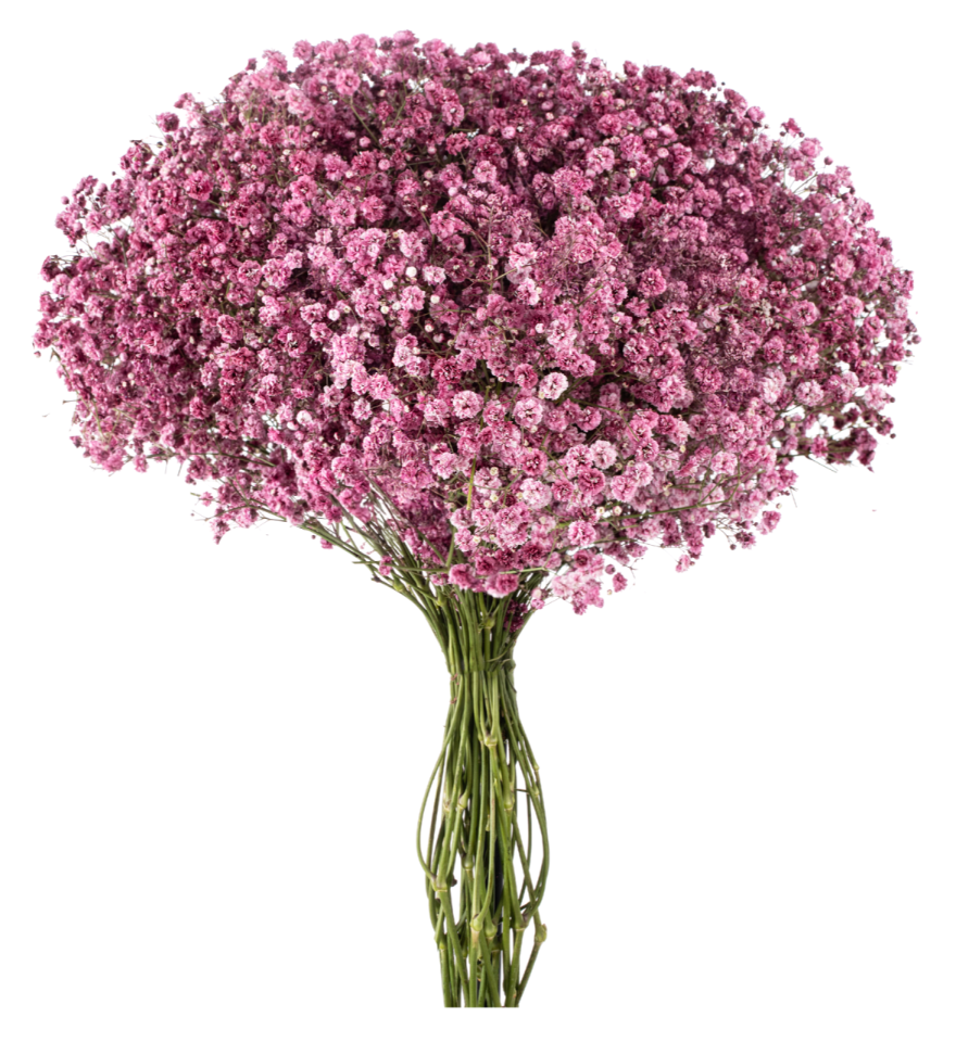 Vintage Pink Tinted Baby's Breath