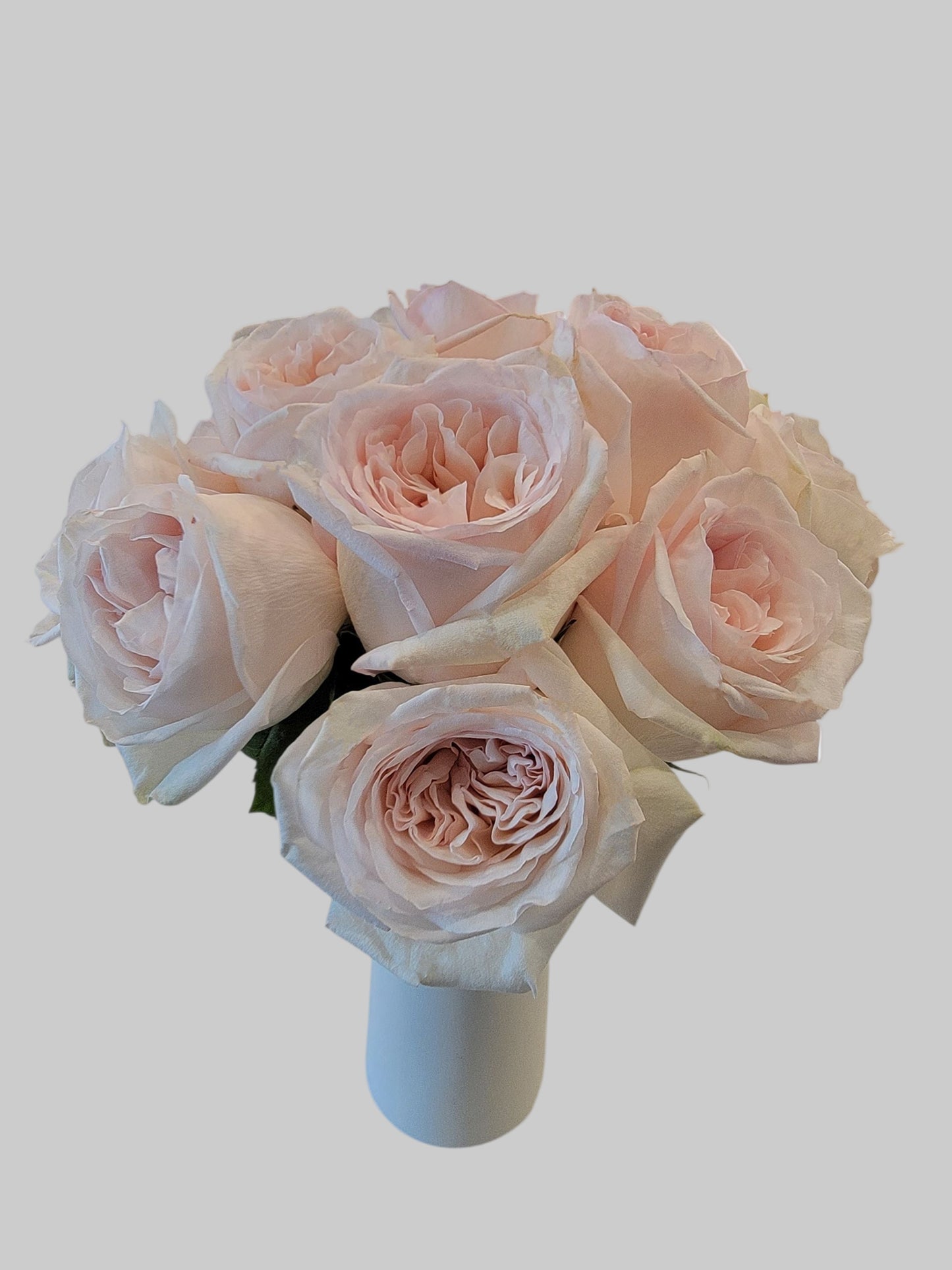 Ivory Blush Garden Rose