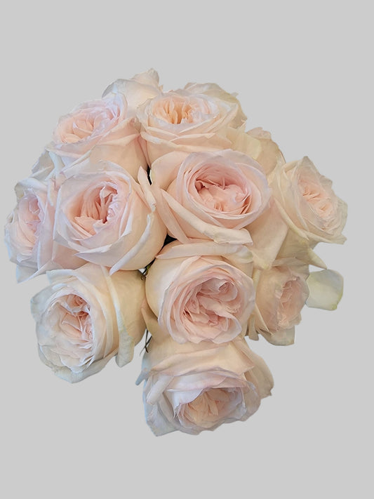 Ivory Blush Garden Rose