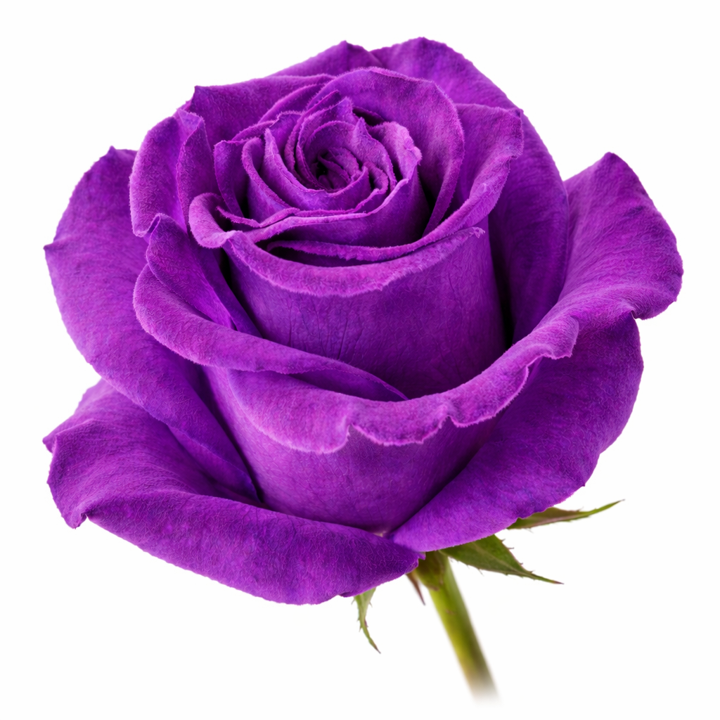 Amethyst Velvet Fresh Cut Tinted Roses