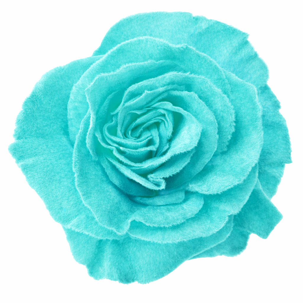 Aquamarine Velvet Tinted Fresh Cut Roses