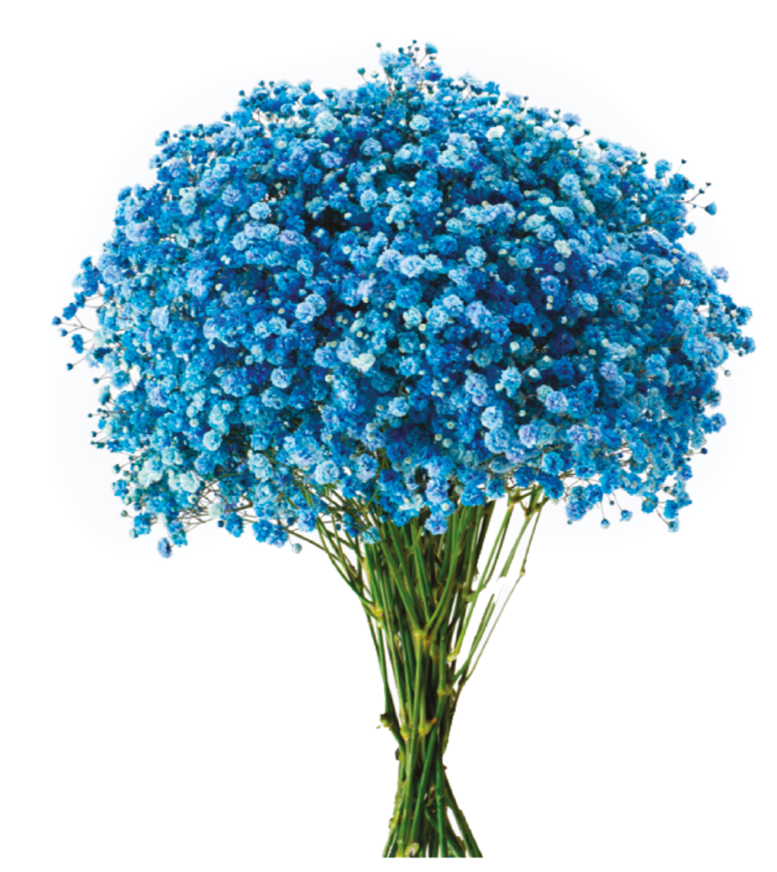 Blue Tinted Baby's Breath