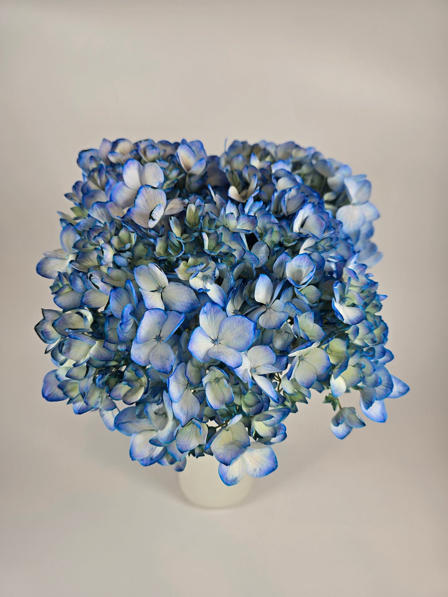 Blue Tinted Hydrangea