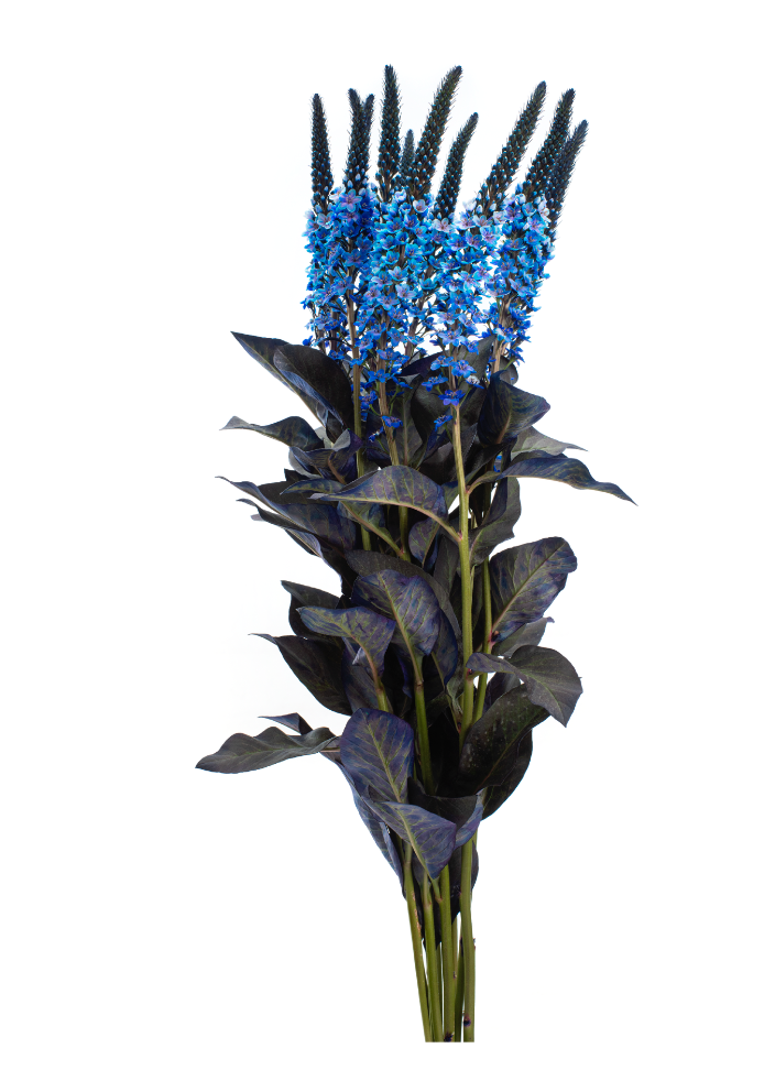 Blue Tinted Lysimachia