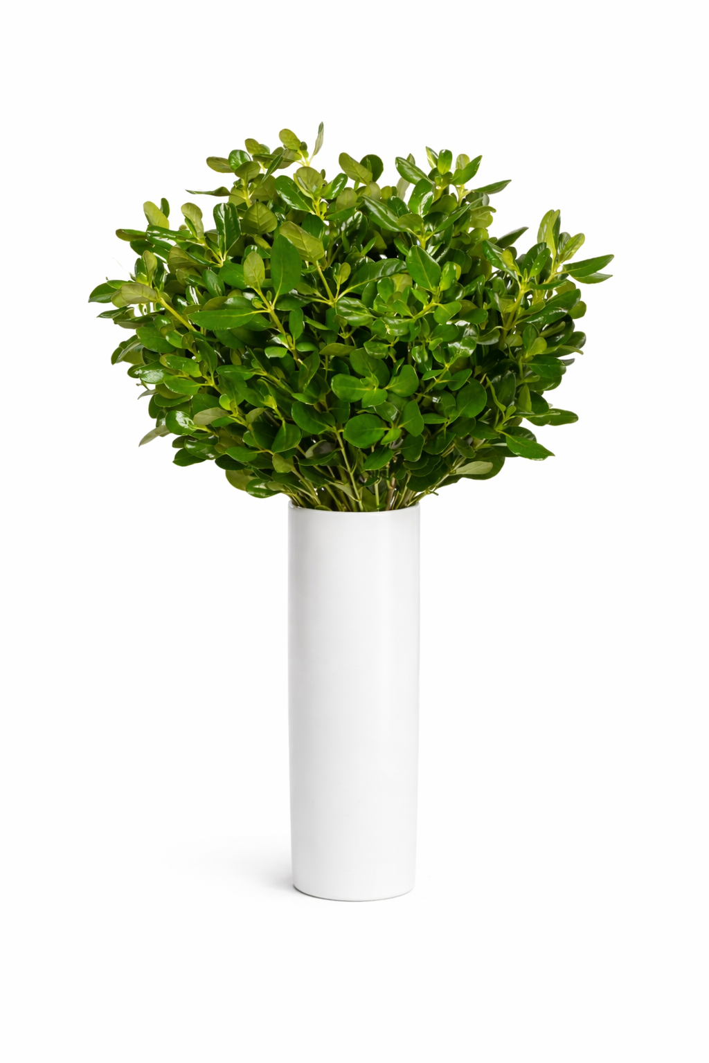 Brillantina Greenery