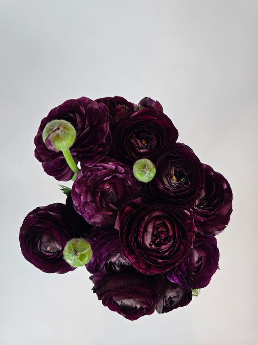 Burgundy Ranunculus