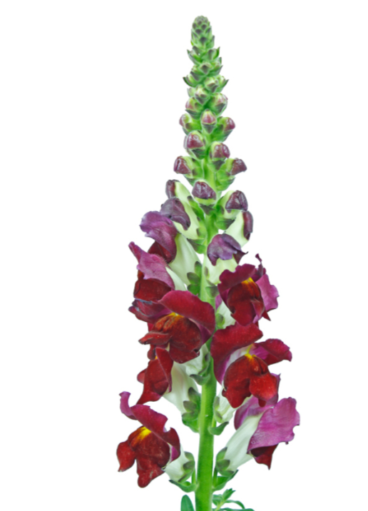Burgundy Snapdragons