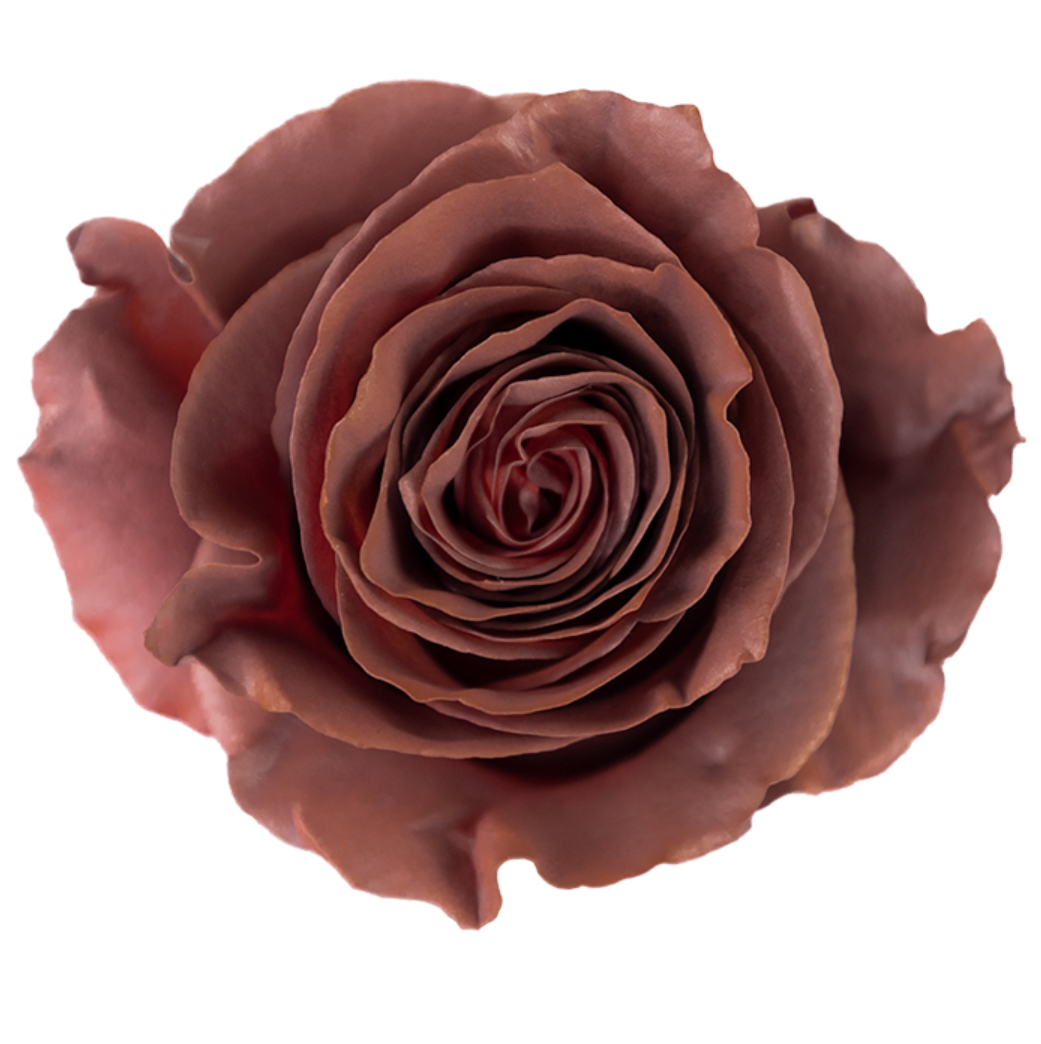 Chocolate Brown Tinted Roses