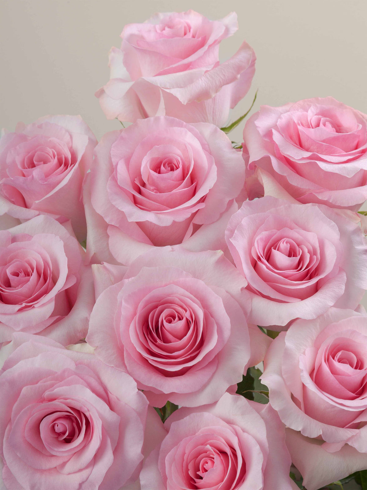 Christa Light Pink Rose