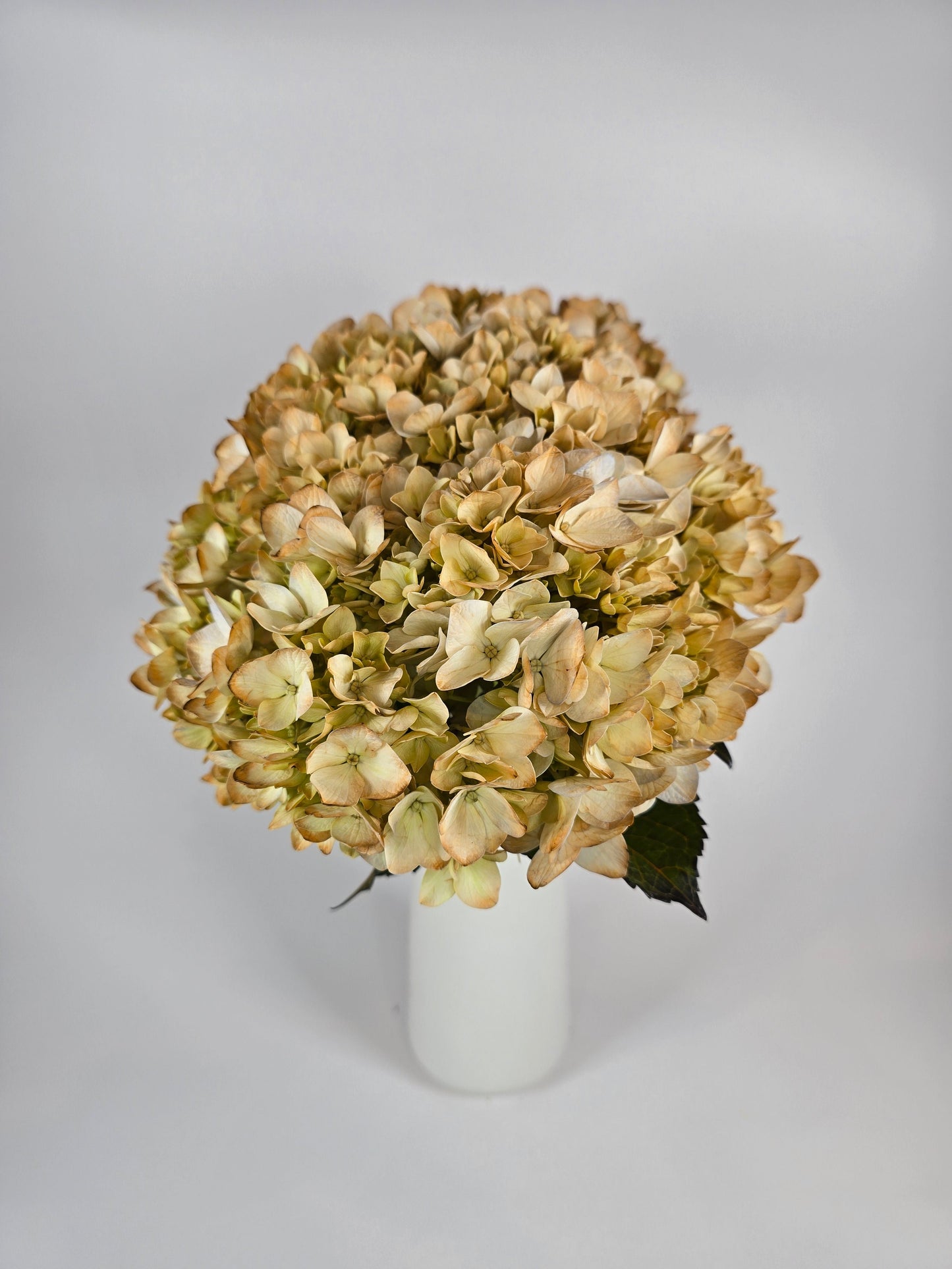 Coffee Tinted Hydrangea