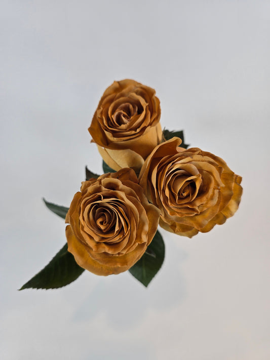 Coffee Tinted Rose