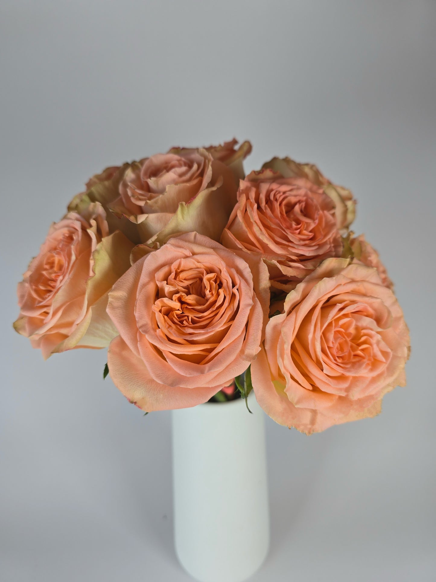 Country Home Peach Garden Rose