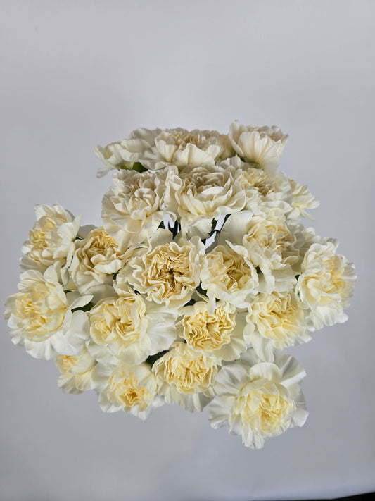 Creamy Vanilla Carnations