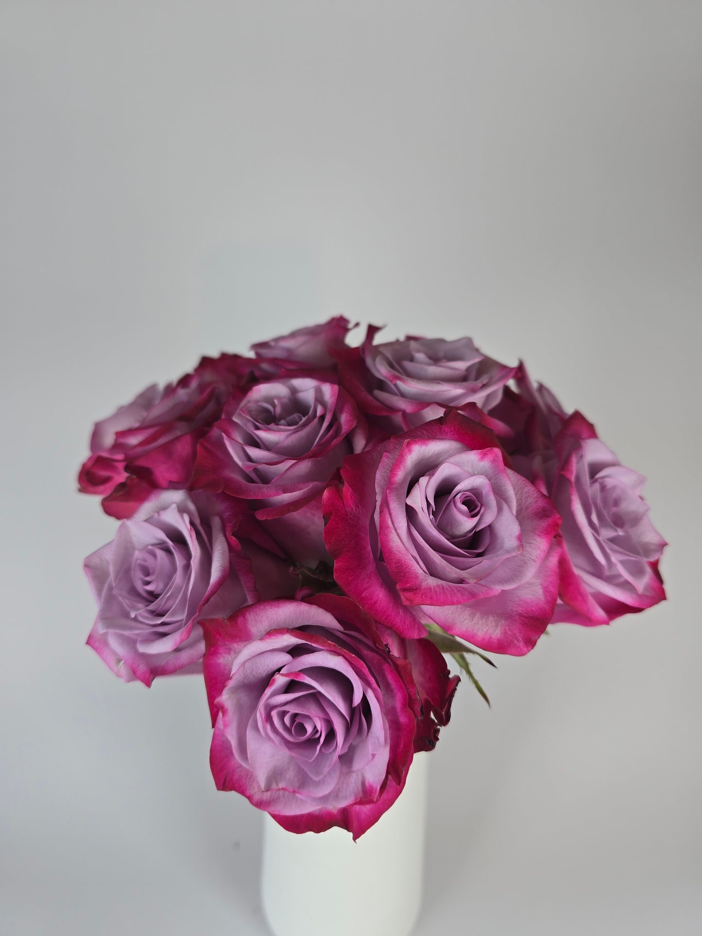 Deep Purple Lavender Rose