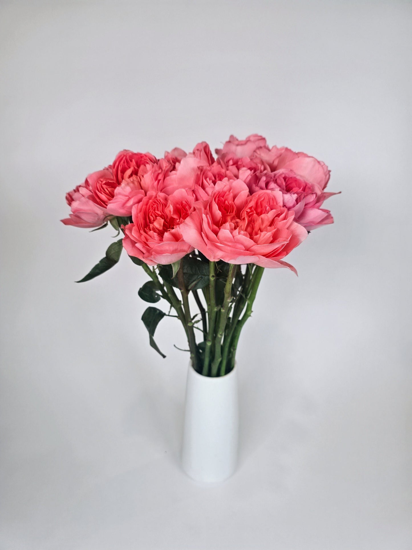 Dragonfly Coral Pink Garden Roses