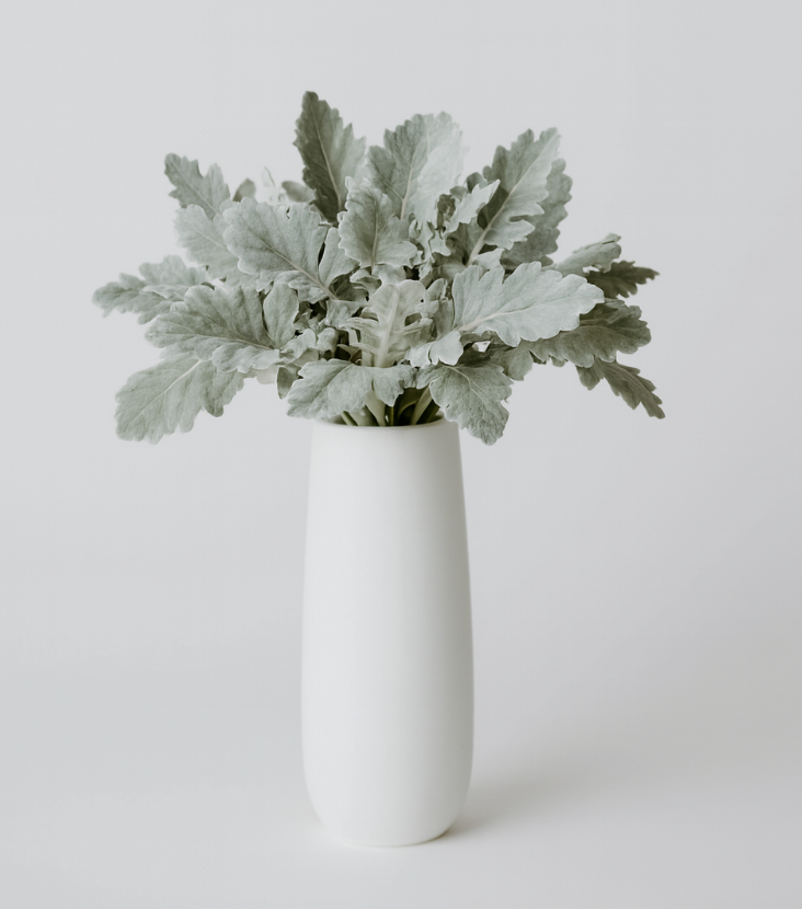 Dusty Miller Greenery