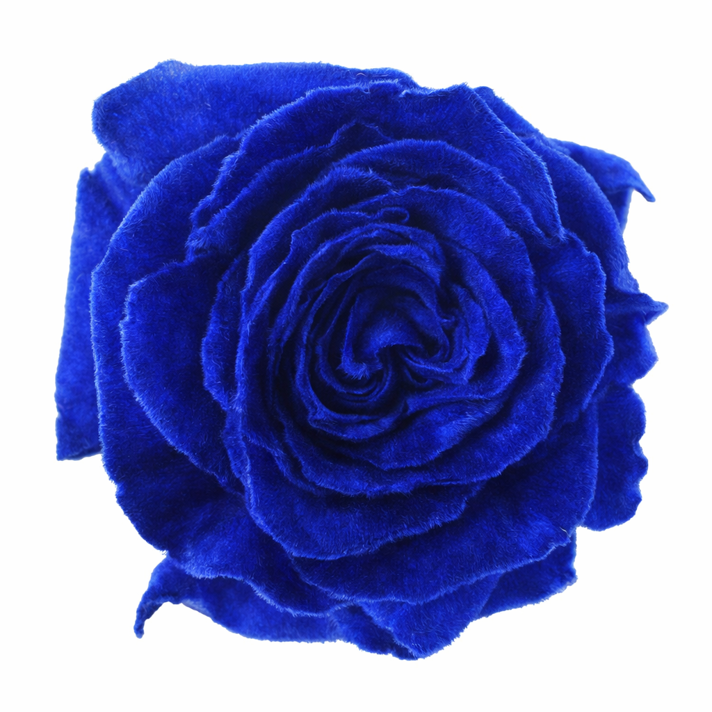 Electric Sapphire Velvet Tinted Fresh Cut Roses