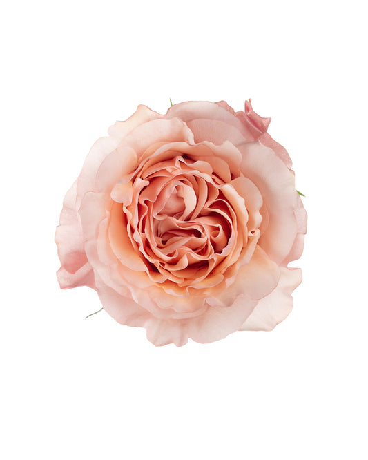 Fascination Peachy Pink Garden Rose