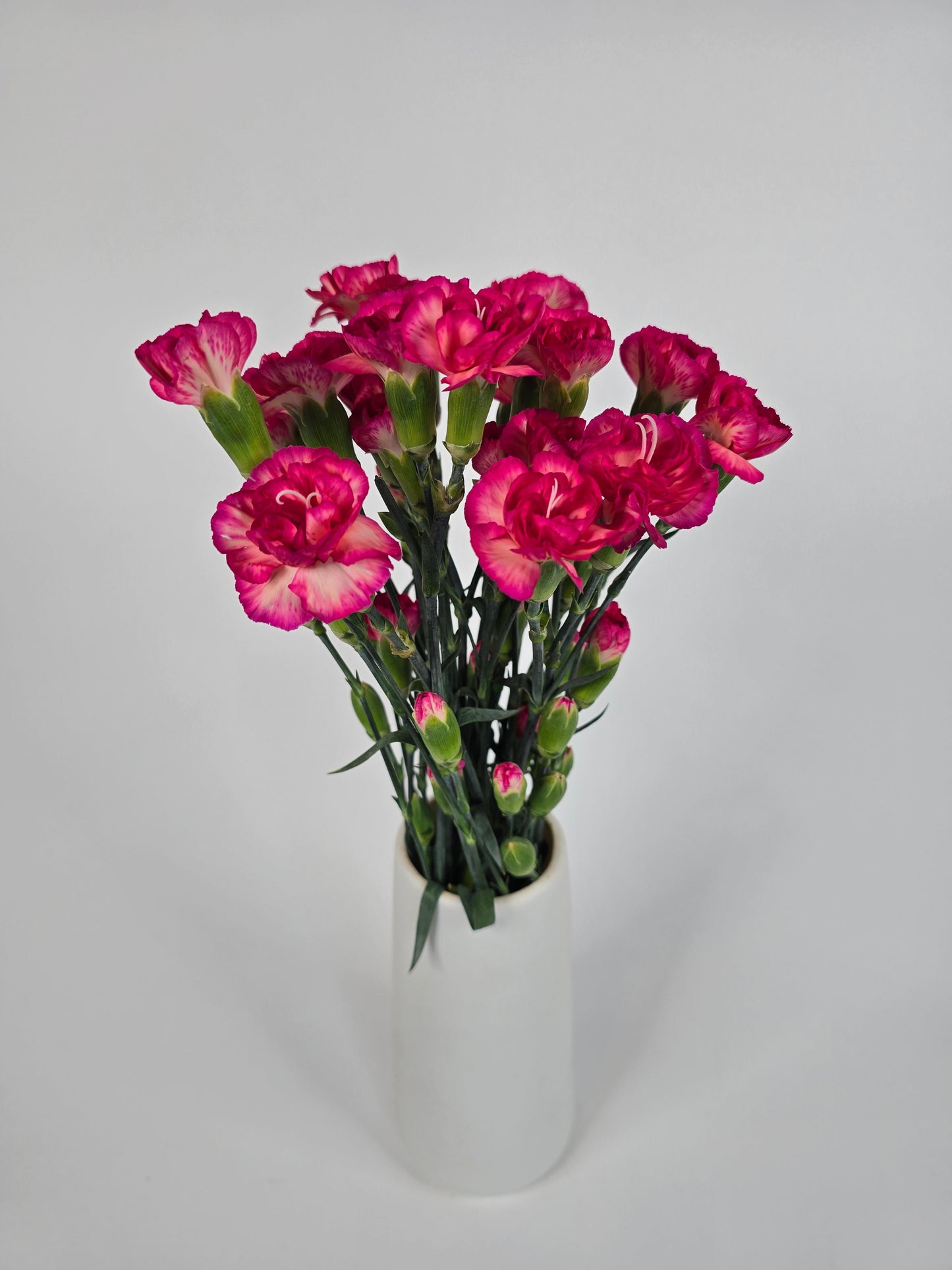 Flaming Sorbet Spray Mini Carnations