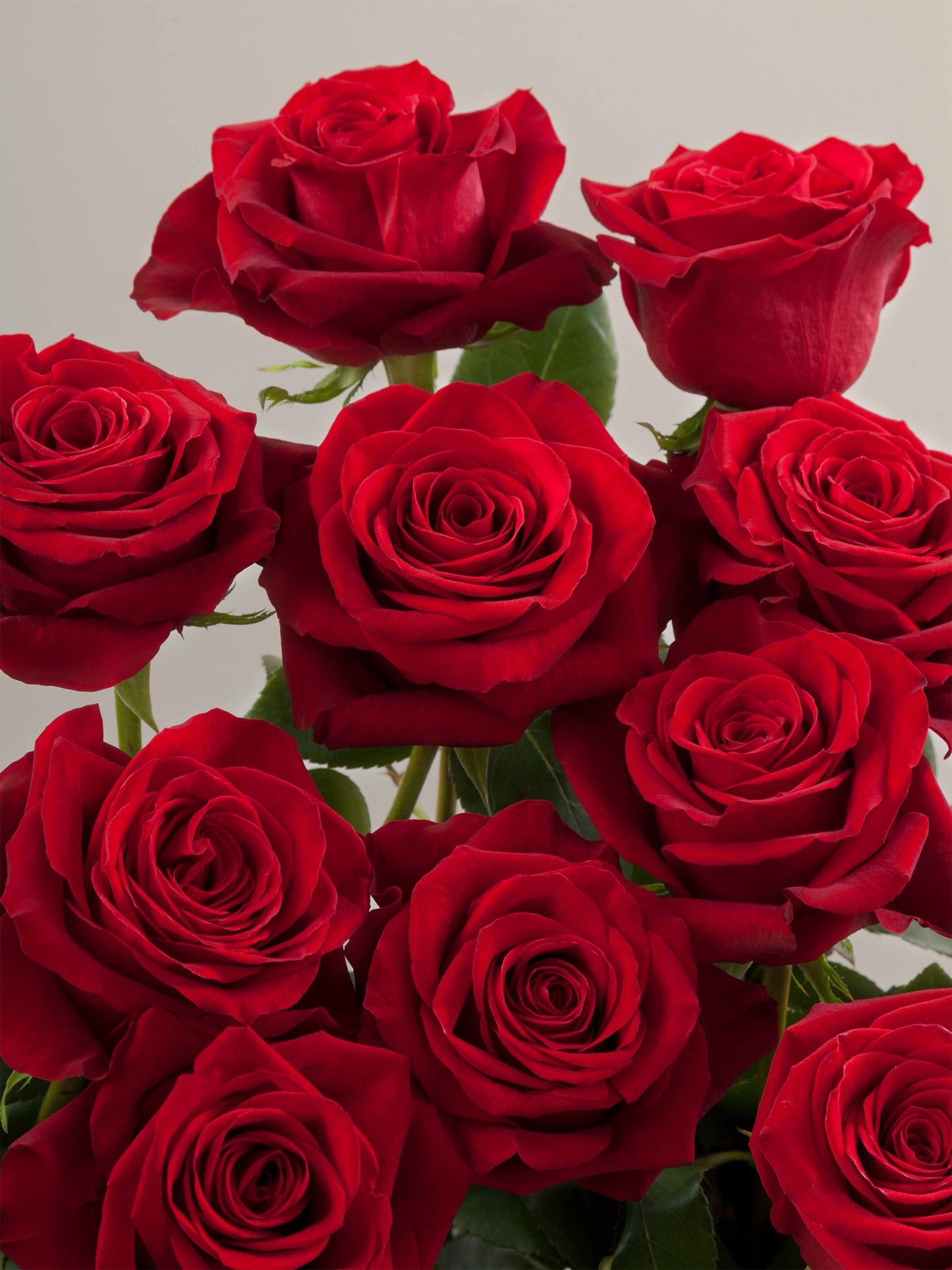 Freedom Red Rose