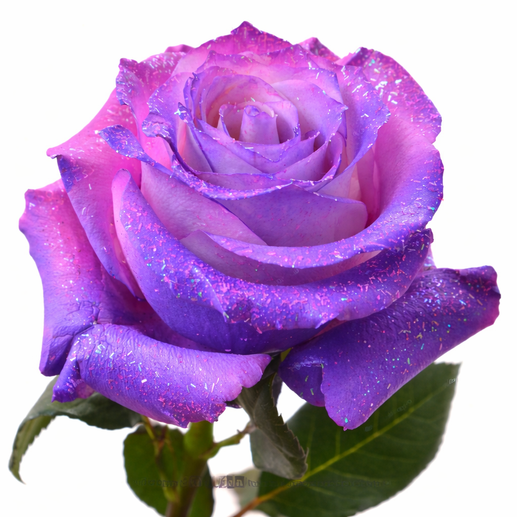 Glittery Purple Haze Sparkle Fresh Cut Tinted Roses