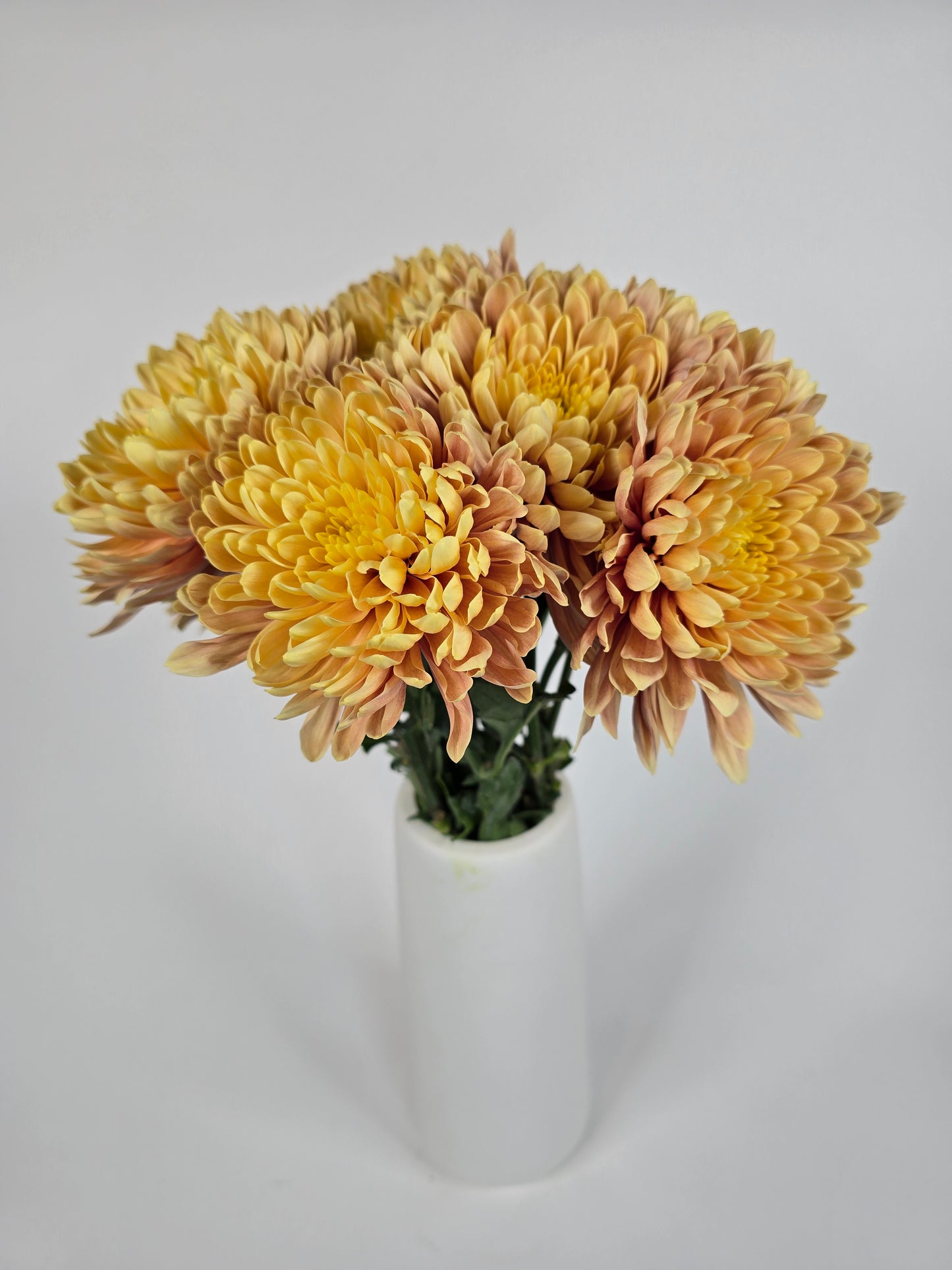 Golden Cremon Mums