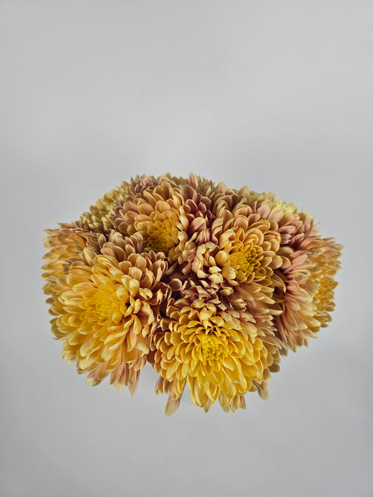 Golden Cremon Mums