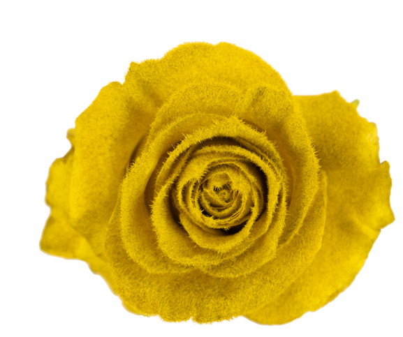 Golden Velvet Tinted Fresh Cut Roses