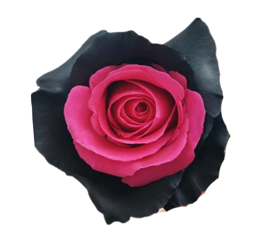 Gothic Pink Tinted Roses