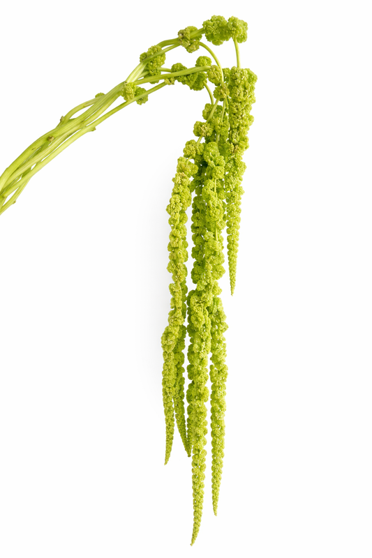 Green hanging amaranthus decor