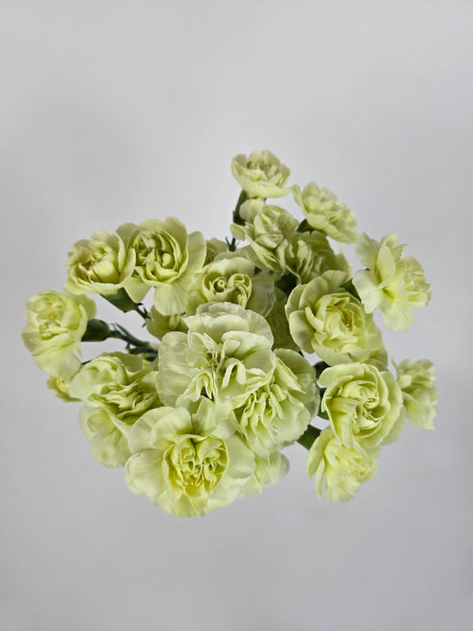 Green Spray Mini Carnations