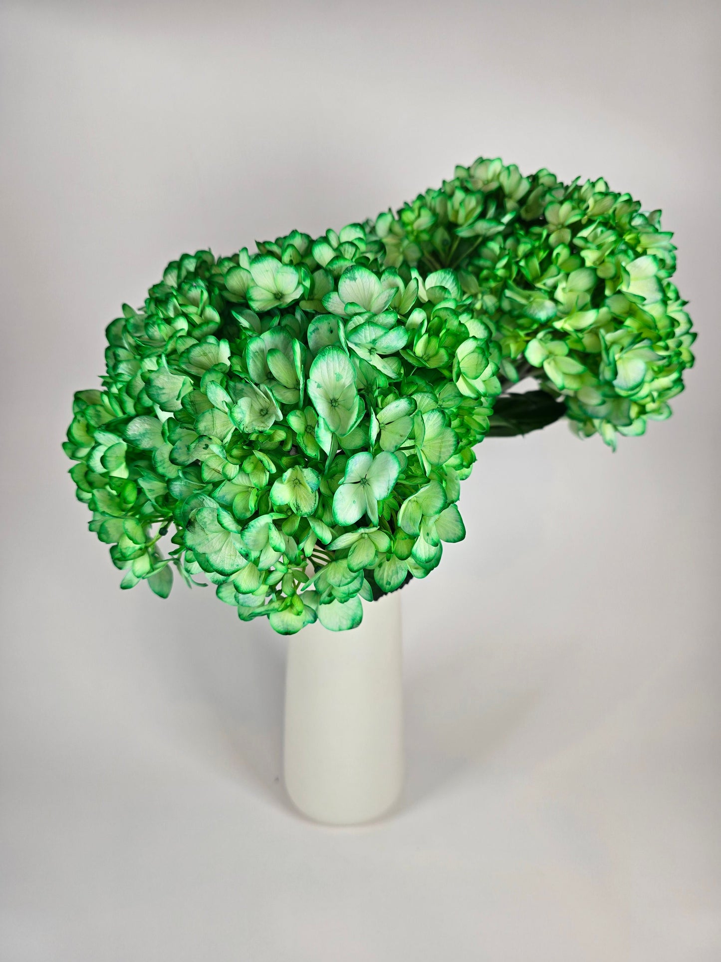 Green Tinted Hydrangea