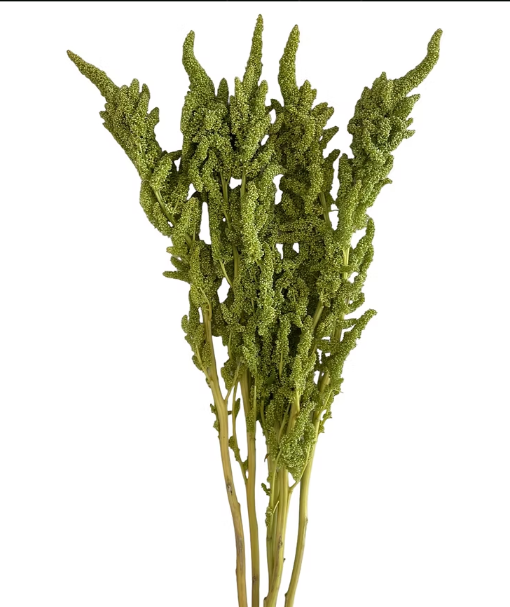 Green Upright Amaranthus