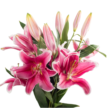 Hot Pink Lilies