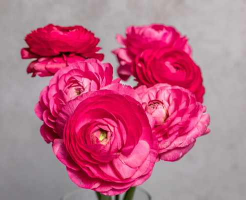 Hot Pink Party Anemone and Ranunculus Mixed Box
