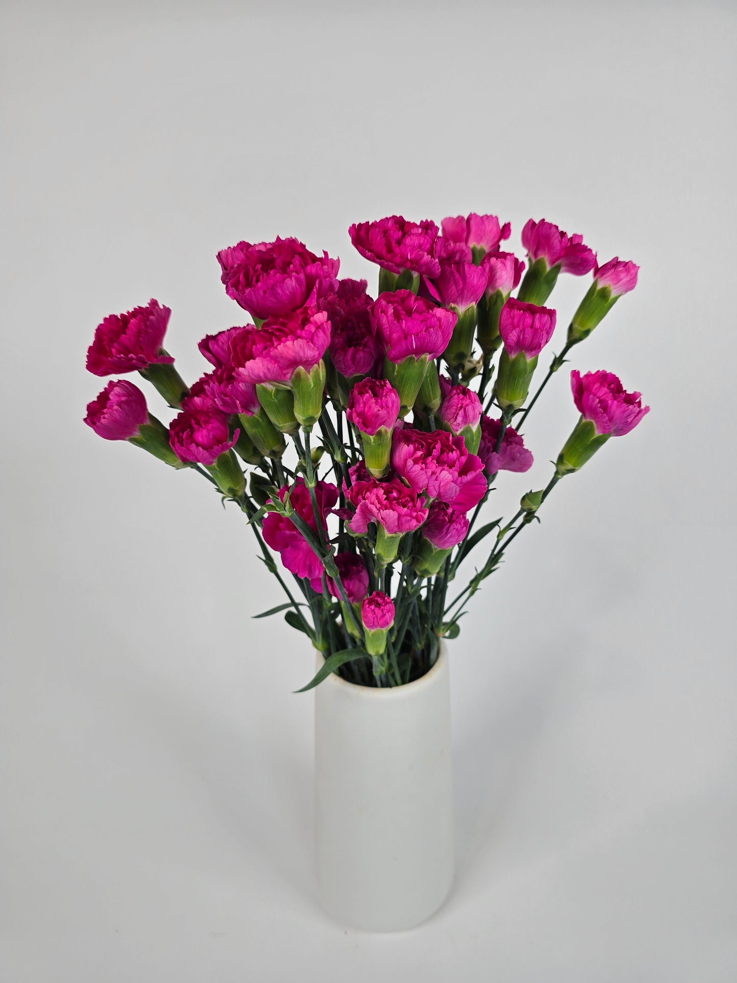Hot Pink Spray Mini Carnations